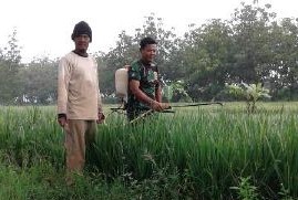 Babinsa Konang Bangkalan dan Petani Lakukan Penyemprotan Hama Padi