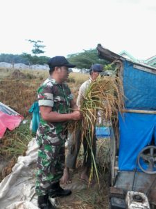 8. Babinsa Tanah Merah Turun ke Sawah Bersama Petani Panen Padi 1