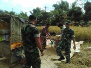 8. Babinsa Tanah Merah Turun ke Sawah Bersama Petani Panen Padi