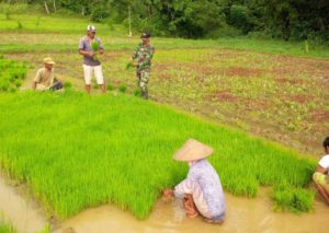 Babinsa Ramil Kokop Bangkalan, Bersama Petani Semai Benih Padi