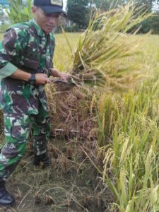 Pendampingan Petani, Babinsa Koramil 06 Tanah Merah Panen Padi