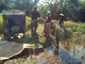 Program Sergab, Babinsa Ramil Bangkalan Turun Ke Sawah Panen Padi Petani