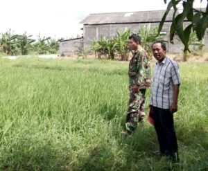 1. Babinsa Koramil Benowo Lakukan Pendampingan Petani