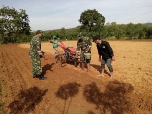 3. Babinsa Koramil Geger Bangkalan, Dampingi Petani Tanam Kedelai