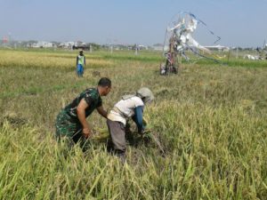 3. Babinsa Koramil Tandes Bersama Petani Panen Padi b