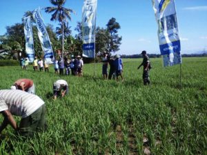 BABINSA DAMPINGI PPL BERIKAN PENYULUHAN CEGAH SERANGAN WERENG 2