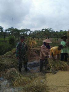 BABINSA DESA MADURA DAMPINGI PANEN PADI 1