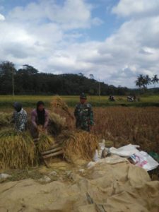 BABINSA DESA MADURA DAMPINGI PANEN PADI 4