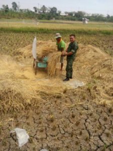 BABINSA KORAMIL 14 TUGU BANTU PANEN PADI DI WILAYAH BINAAN 2