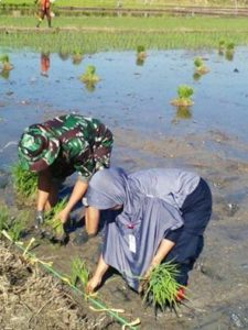 BABINSA KORAMIL 14 TUGU LAKSANAKAN PENDAMPINGAN KELOMPOK TANI