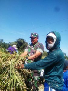 BABINSA KORAMIL NGALIYAN BANTU PETANI PANEN PADI