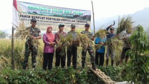 DANRAMIL 08BOBOTSARI DAN BABINSA DESA LIMBASARI DAMPINGI PANEN PADI 1