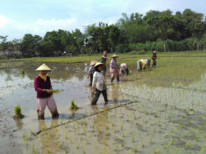 MEDAN SULIT BABINSA 081412 KESAMBEN SIAP DAMPING PETANI    TANAM PADI-4