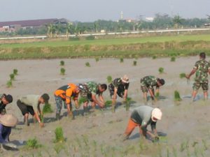 4-swasembada-pangan-personel-kodim-0830-su-bersama-petani-tanam-padi