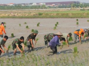 4-swasembada-pangan-personel-kodim-0830-su-bersama-petani-tanam-padi-a