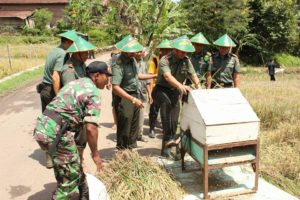 kodim-0733-bssemarang-gelar-panen-raya-demplot-padi-3