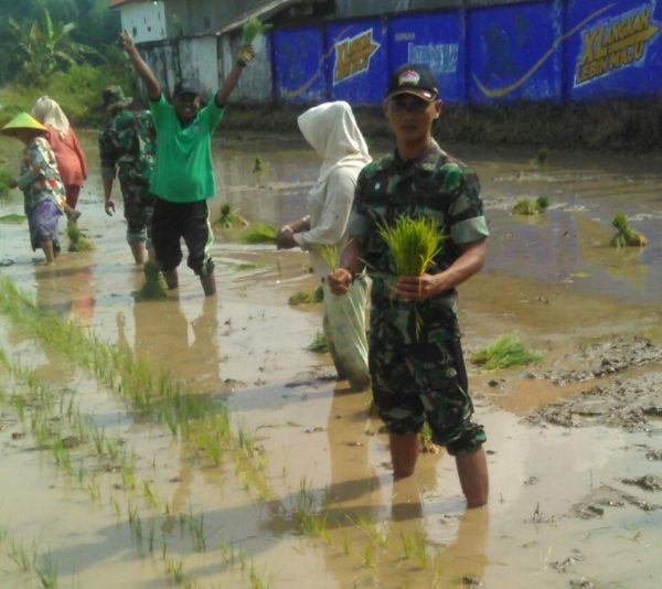1-babinsa-koramil-tanah-merah-bangkalan-bersama-masyarakat-tanam-padi-a