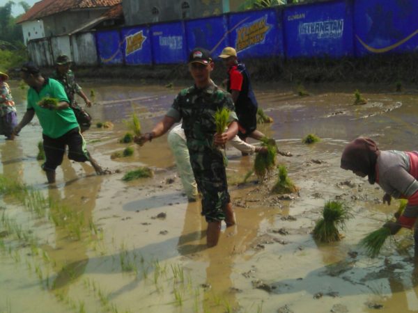1-babinsa-koramil-tanah-merah-bangkalan-bersama-masyarakat-tanam-padi