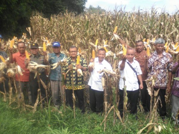 17-11-2016-pertanian-papar-4