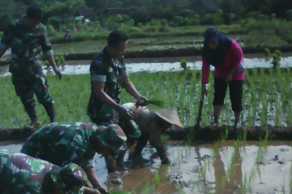anggota-koramil-0804-03-wates-tanam-padi-5
