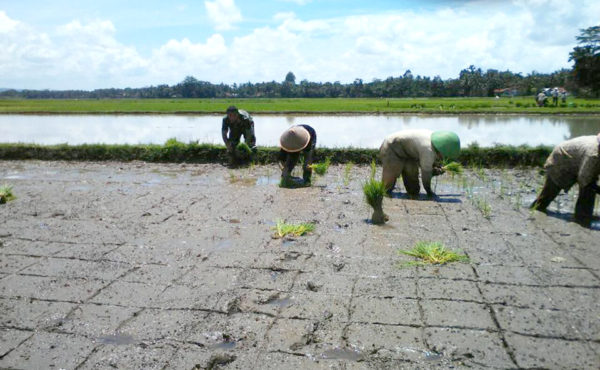 beri-motivasi-babinsa-turun-kesawah-dampingi-petani-1