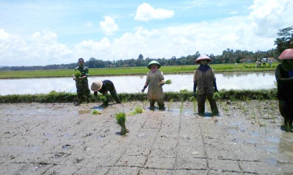 beri-motivasi-babinsa-turun-kesawah-dampingi-petani-2