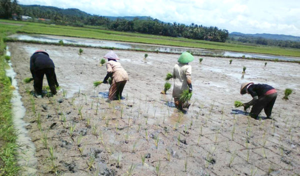 beri-motivasi-babinsa-turun-kesawah-dampingi-petani-3