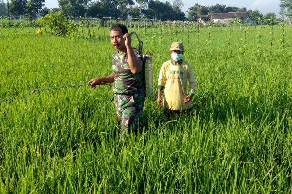 babinsa-bantu-petani-1