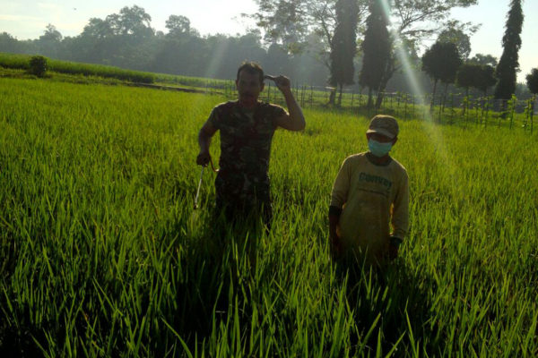 babinsa-bantu-petani-4