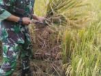 Pendampingan Petani, Babinsa Koramil 06 Tanah Merah Panen Padi