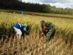 BABINSA KORAMIL16WANAREJA SERGAP PETANI 1