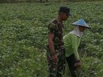 2. Babinsa Dampingi Petani Rawat Tanaman Kedelai dan Kendalikan Gulma