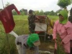 10. Babinsa Koramil Benowo Dampingi Petani Panen Padi