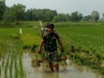 7. Personel Kodim 0829 Bangkalan Aktif Turun Ke Sawah Bantu Petani Tanam Padi a