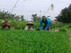 7. Babinsa Benowo Intensif Bantu Petani dan Menitoring Kesuburan Tanaman Padi