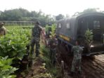 Brigif Raider 9 Kostrad Gelar Pembibitan Tanaman (6)