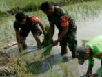 3. Dukung Ketahanan Pangan, Satgas Sergap Kodim 0830 SU laksanakan pendampingan Pertanian a